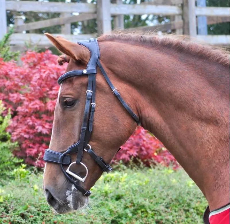 Eco Rider Freedom Jump Bridle Blk COB-1